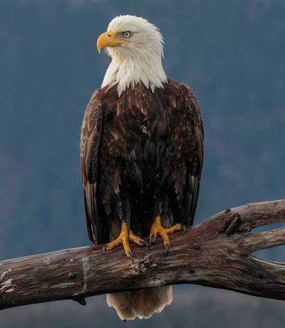 Águila