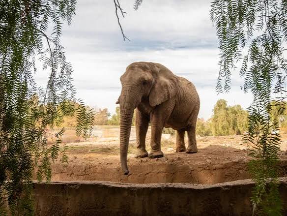 Elefante