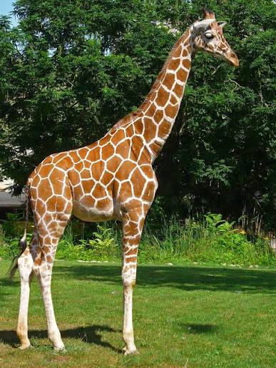 Jirafa