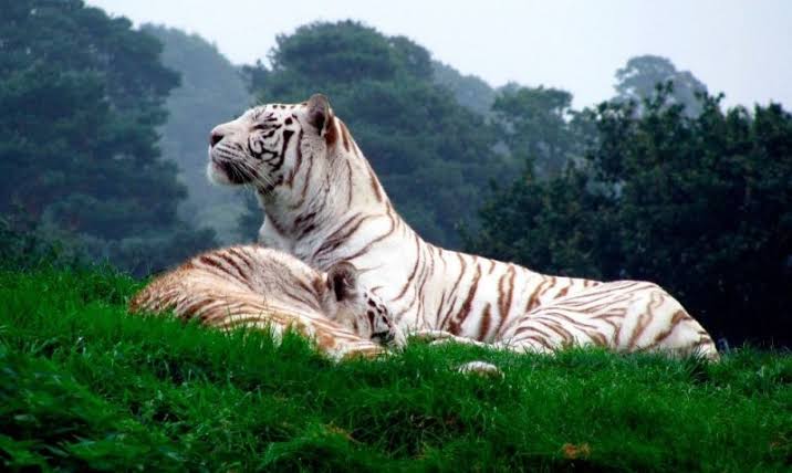Tigre